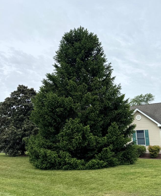 Rehoboth Beach tree lighting, singalong set Nov. 29 Cape Gazette